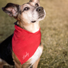 Dog Bandana CUSTOM